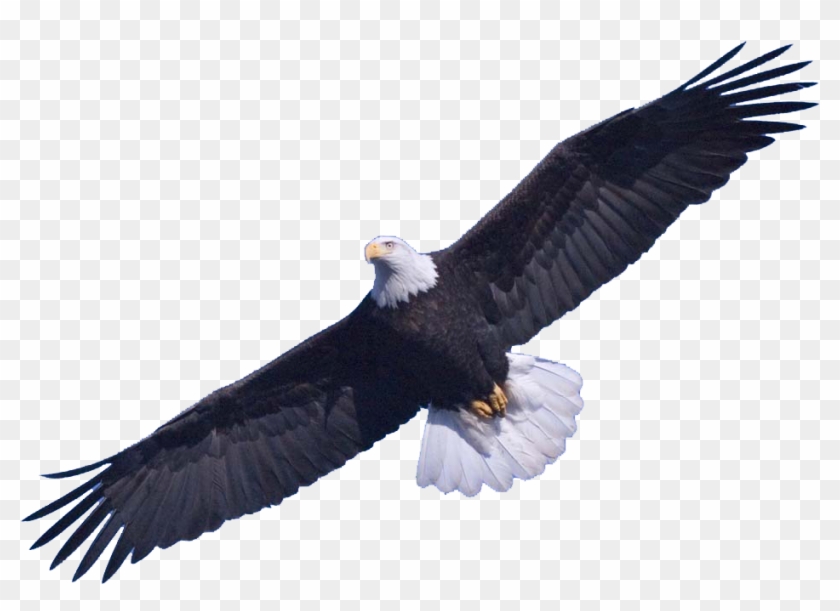 Bald Eagle Png Transparent Images Free Download Clip - Eagle In The Sky #554985