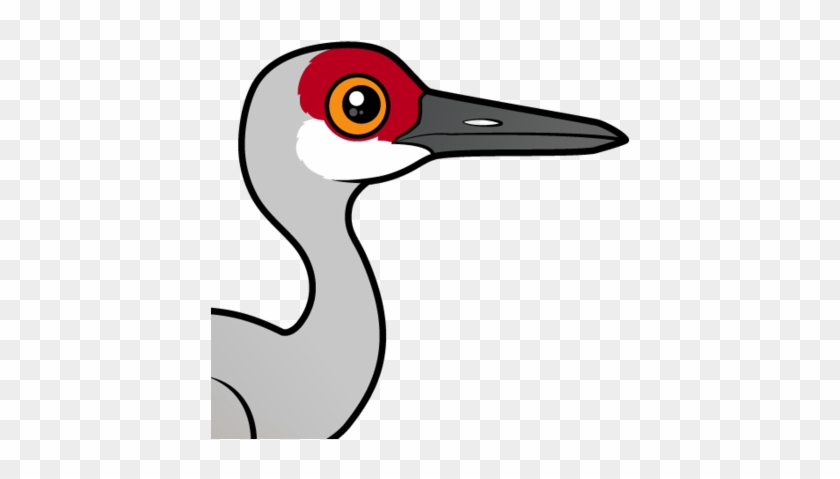 About The Sandhill Crane - Sandhill Crane #555307