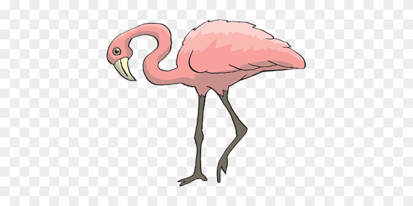 Pink, Bird, Flamingo, Long, Neck, Beak - Clip Art Animals With Two Legs #556649