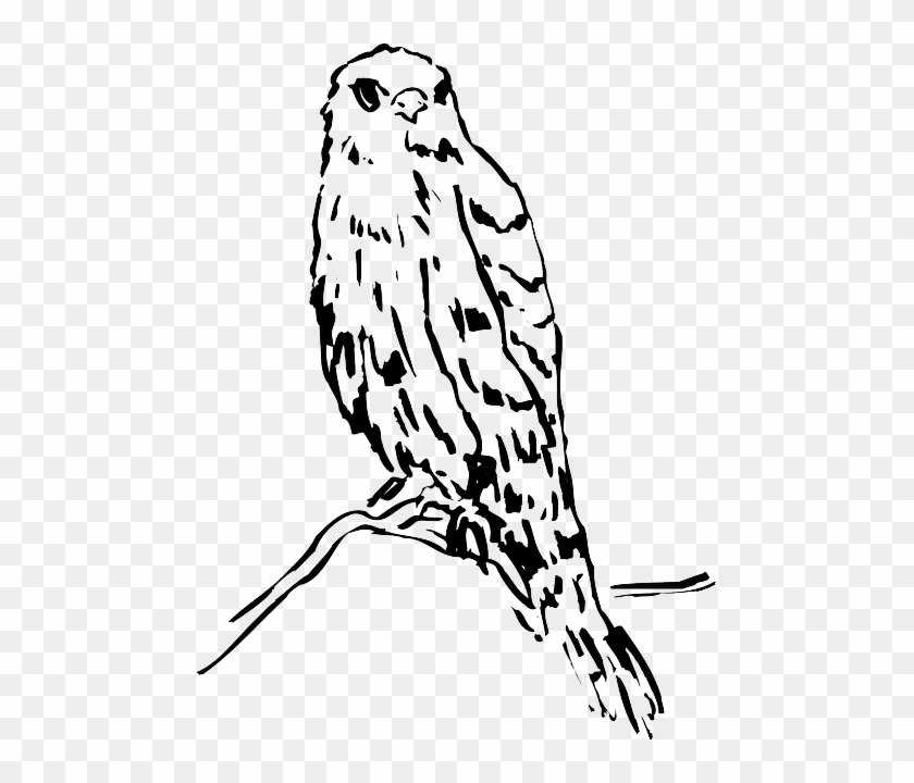 Head, Drawing, Bird, Branch, Watching, Animal, Feathers - Bird #556664