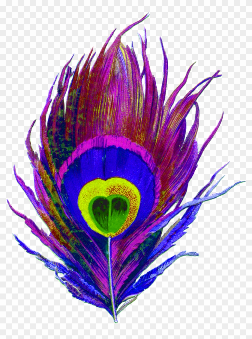 Purple, Peacock, Bird, Feather, Colorful, Eye, Designs - Peacock Feathers Png Transparent #556841