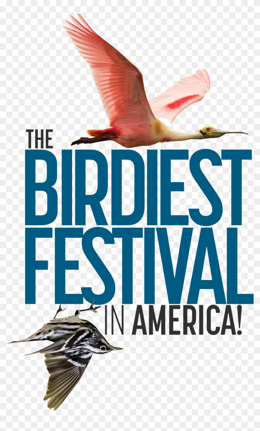 The Birdiest Festival In America - Birdiest Festival #557379
