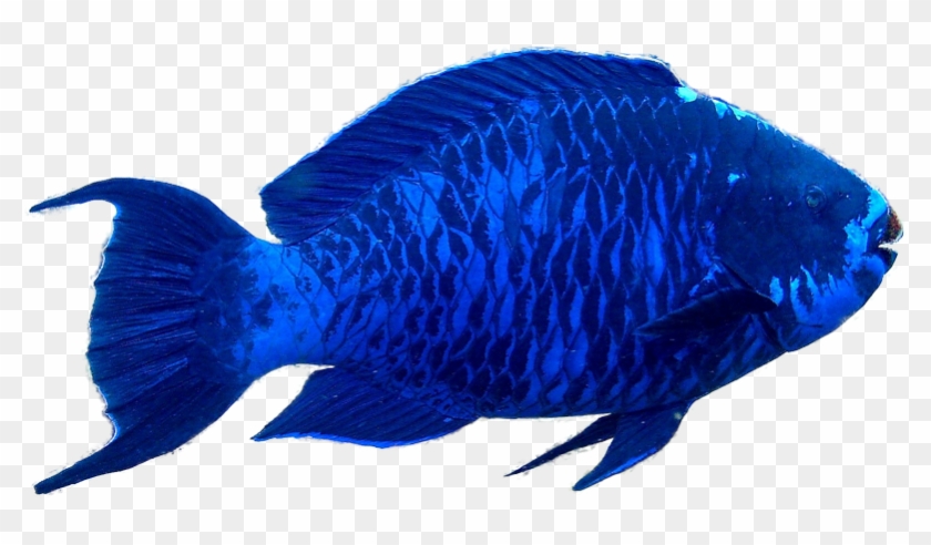 Free Simple Fish Clipart Images - Parrot Fish Transparent #559273