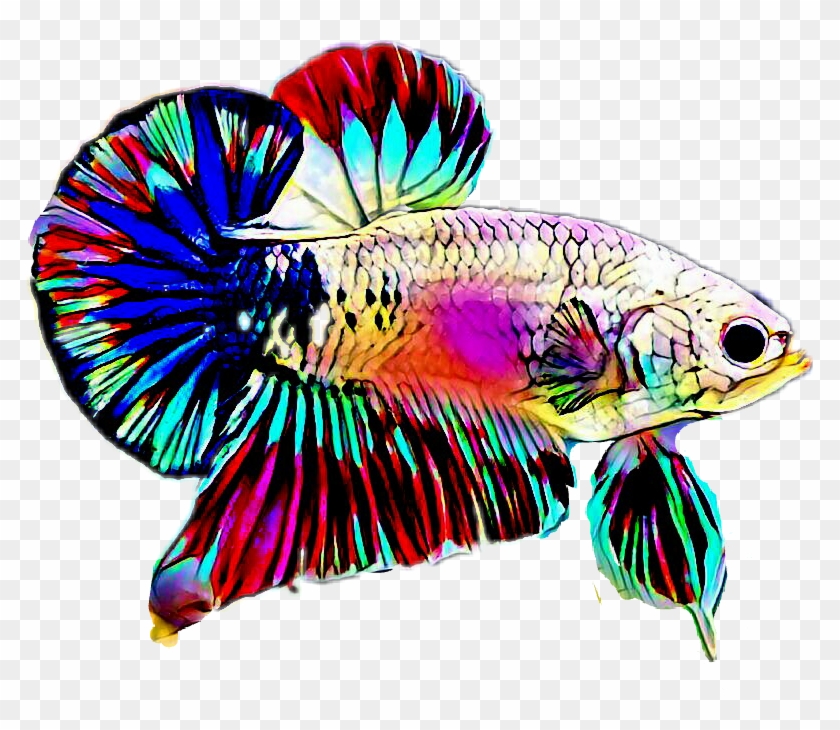 Betta Sticker - Coral Reef Fish #559383