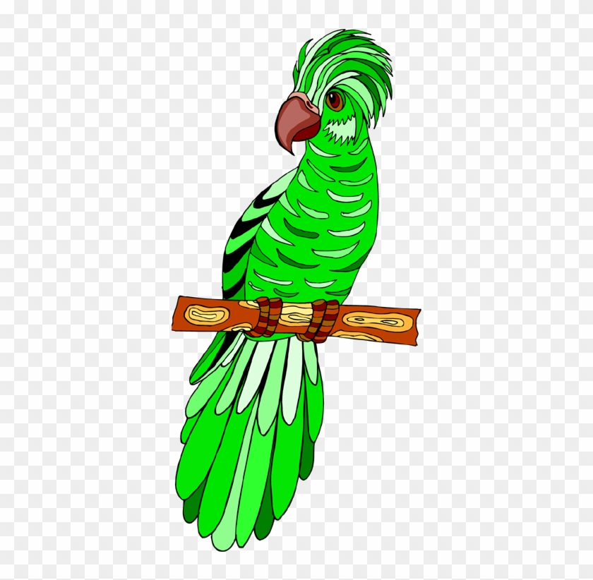 Bird - Parrot #559400