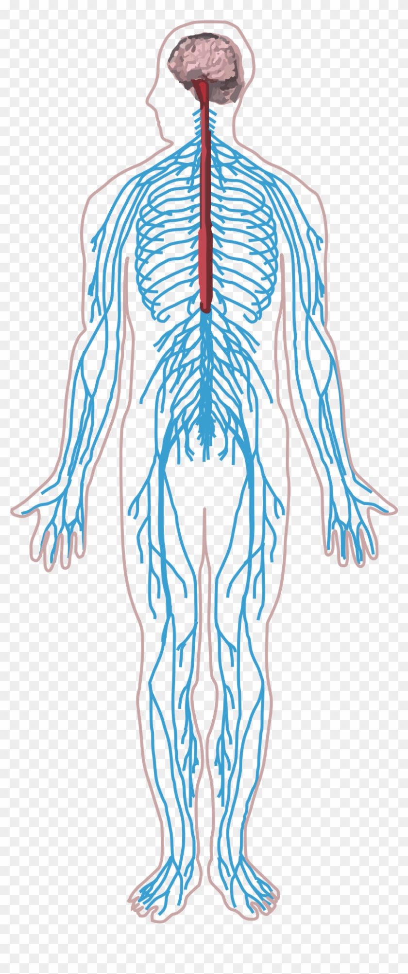 Peripheral Nervous System Png - Free Transparent PNG Clipart Images Download