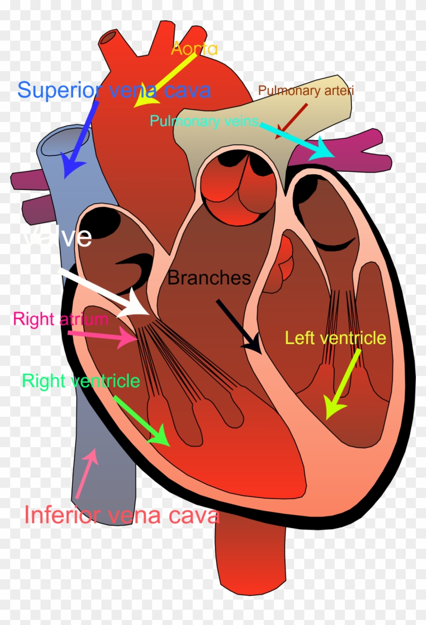 Circulatory System Of The Heart - Human Heart Transparent Background #559826