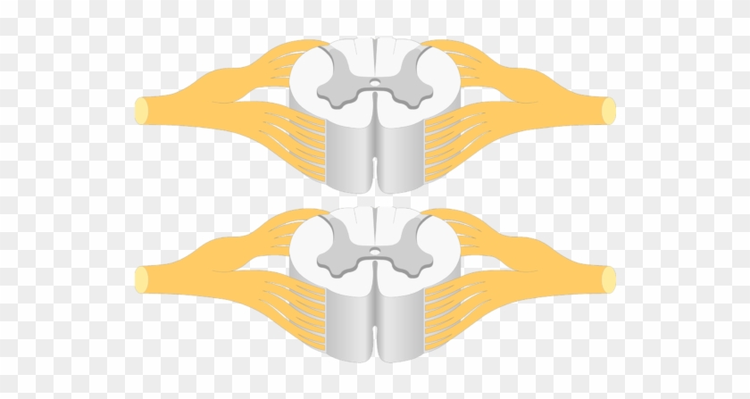 An Image Showing A Spinal Cord Segment - Spinal Cord #559828