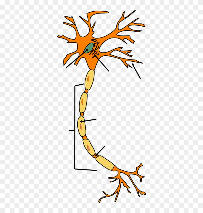 Neuron - Keep S'myelin Note Cards (pk Of 20) #559839