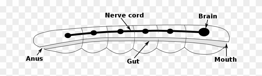 Nervous System Of A Bilaterian Animal, In The Form - Bilaterian #559957