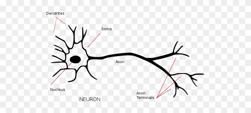 527px-neuron - Annotated - Svg - Structure Of Biological Neuron #559979