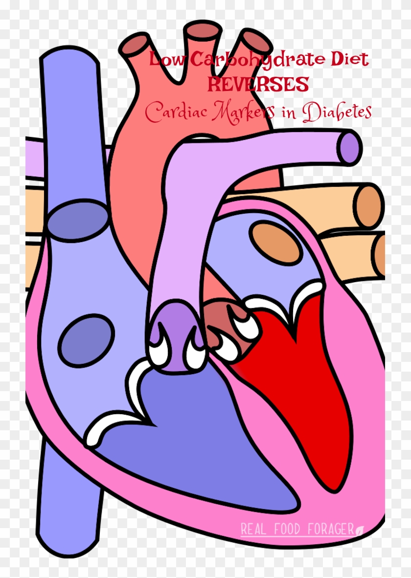 Low Carbohydrate Diet Reverses Cardiac Markers In Diabetes - Diagram Of The Heart #560664