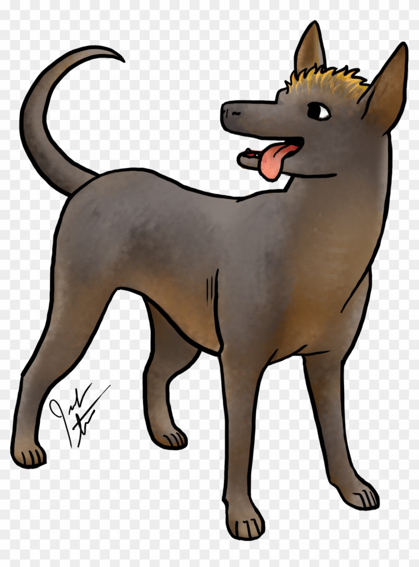 May's Dog Breed Of The Month Is The Xoloitzcouintli, - Mexican Hairless Dog #561554