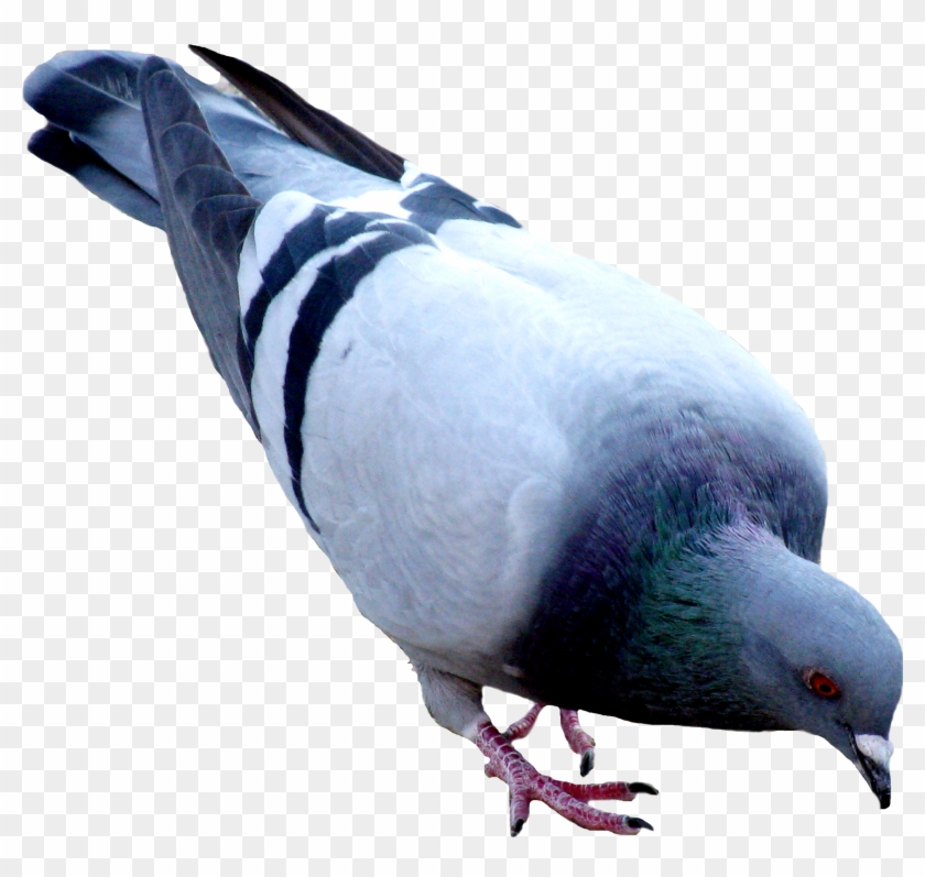 Pigeon Clipart File - Pigeon Png #563285