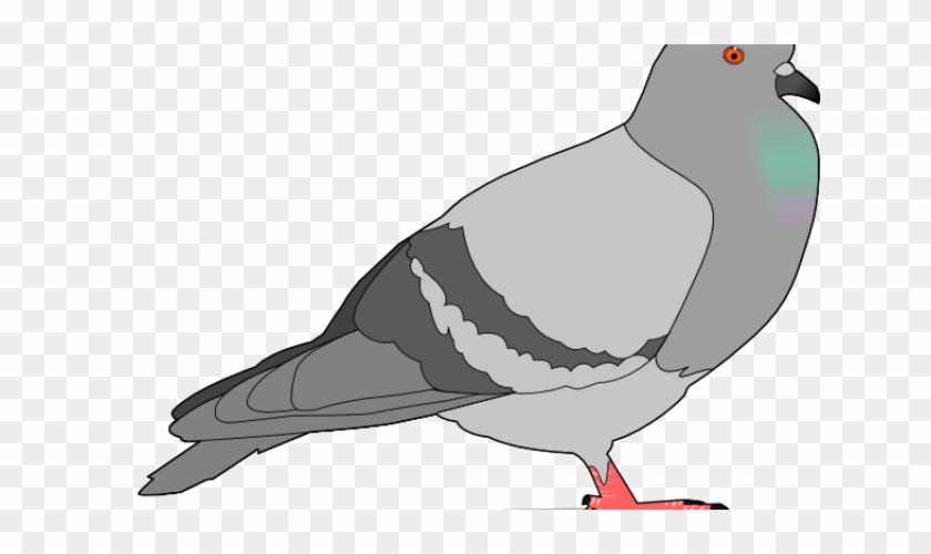 Drawing Pigeon - Pigeon Clip Art #563351