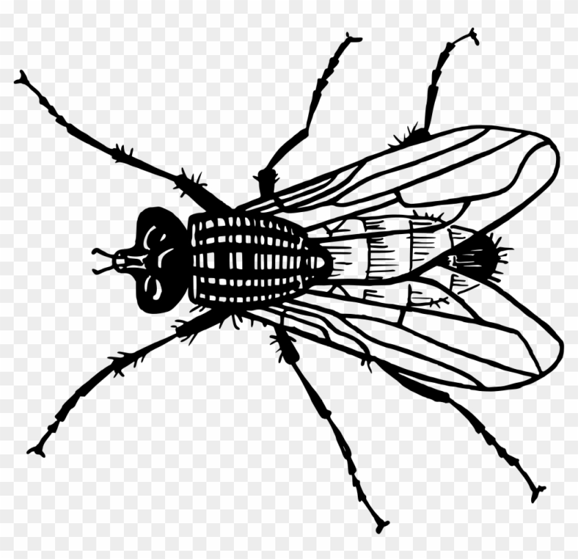 Fly - House Fly Clipart Black And White #563922