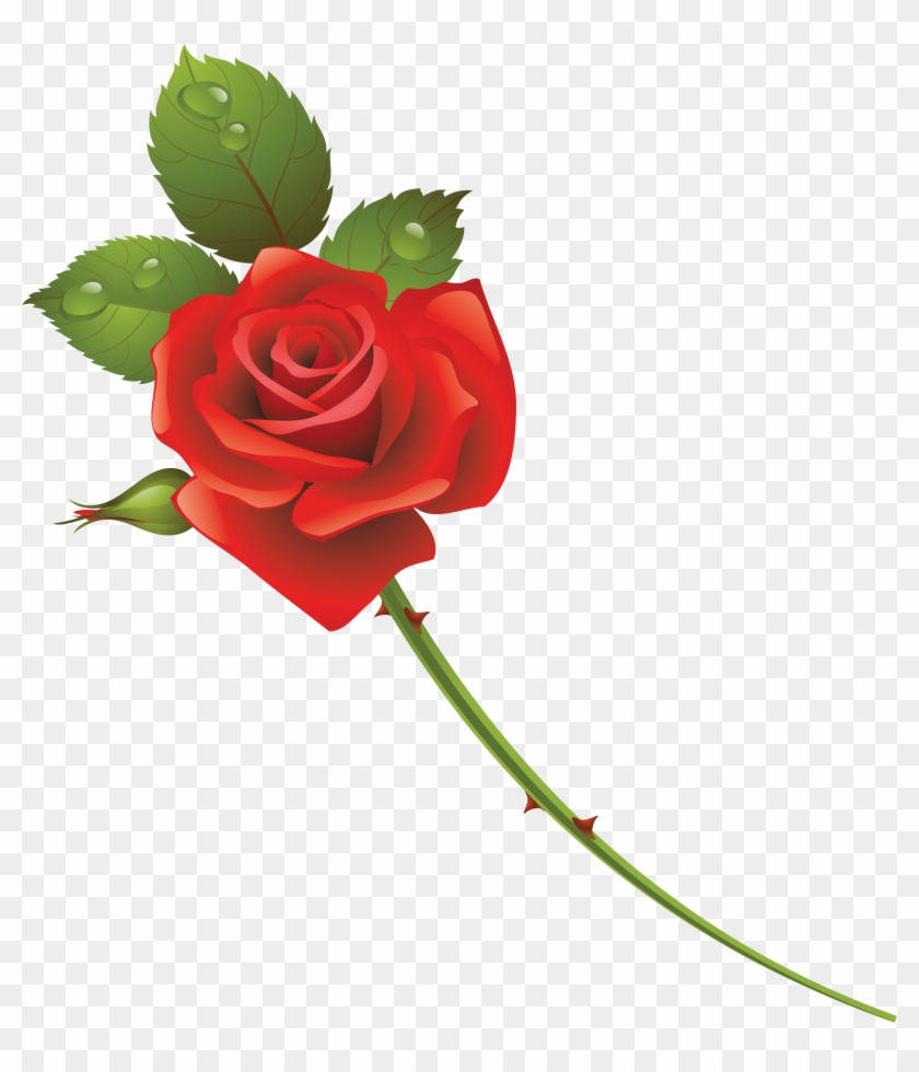 Garden Roses Cut Flowers - Garden Roses Cut Flowers #565657