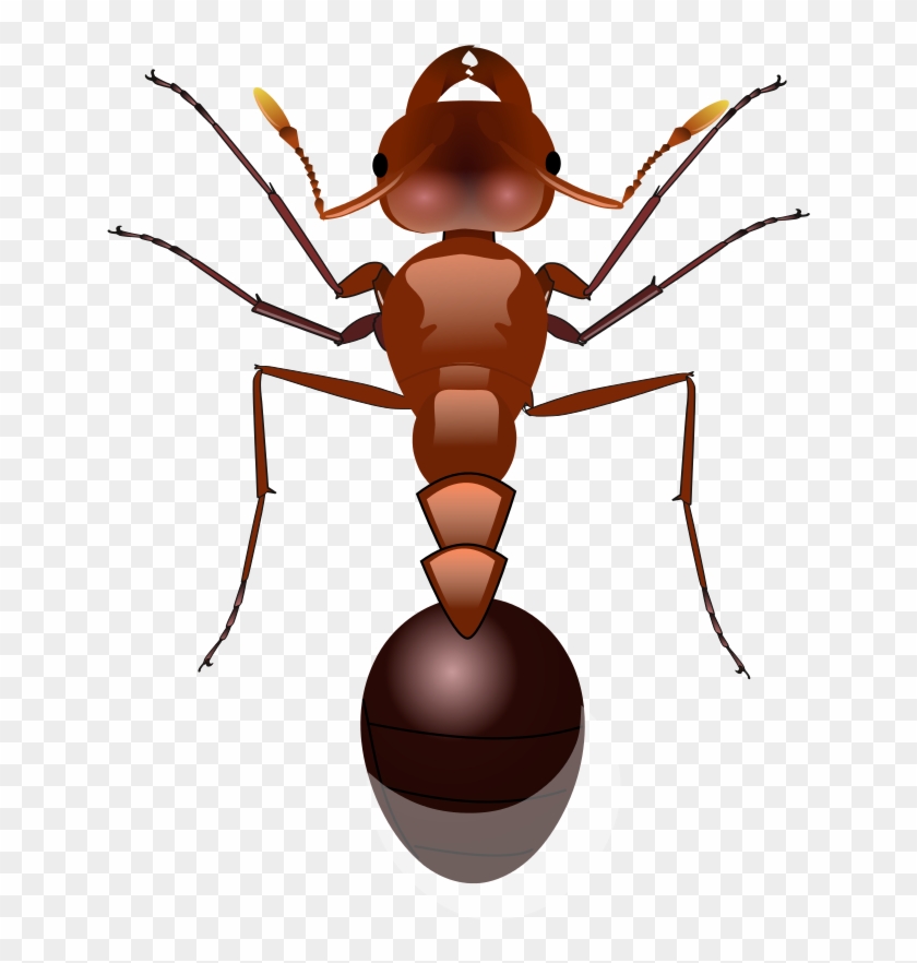 Red Imported Fire Ant Clip Art - Red Imported Fire Ant Clip Art #565510