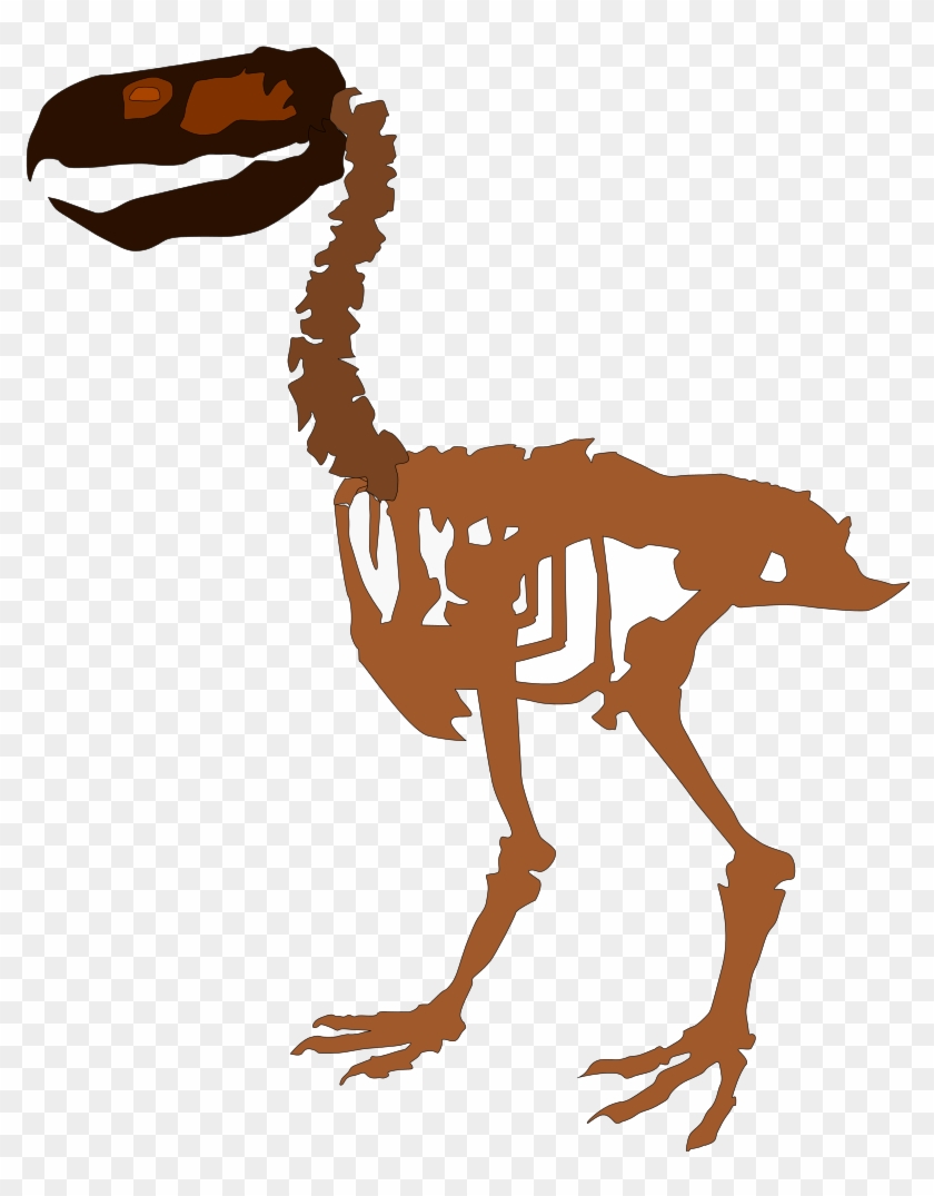 Dinosaur Skeleton Cliparts 28, Buy Clip Art - Paraphysornis #565660