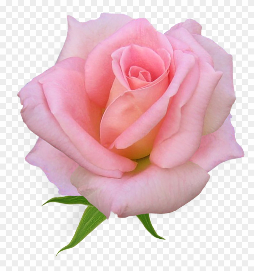 Pink Rose - V - 5 - 0 1703 - 4 Kbyte, - Pink Rose - V - 5 - 0 1703 - 4 Kbyte, #565779