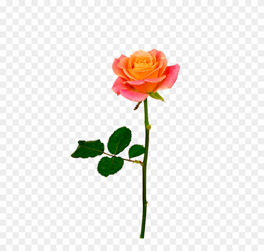 Pink Rose, Free Download Freda Carr - Rose Rose Orangé #565782