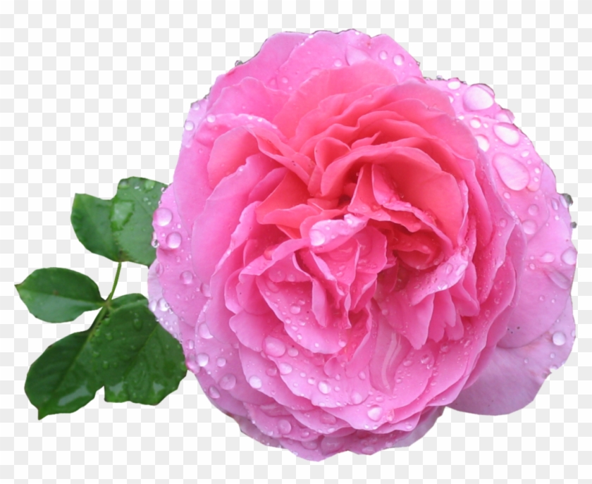 Pink Rose With Dew By Aidana2010 - Pink Rose Png #565824