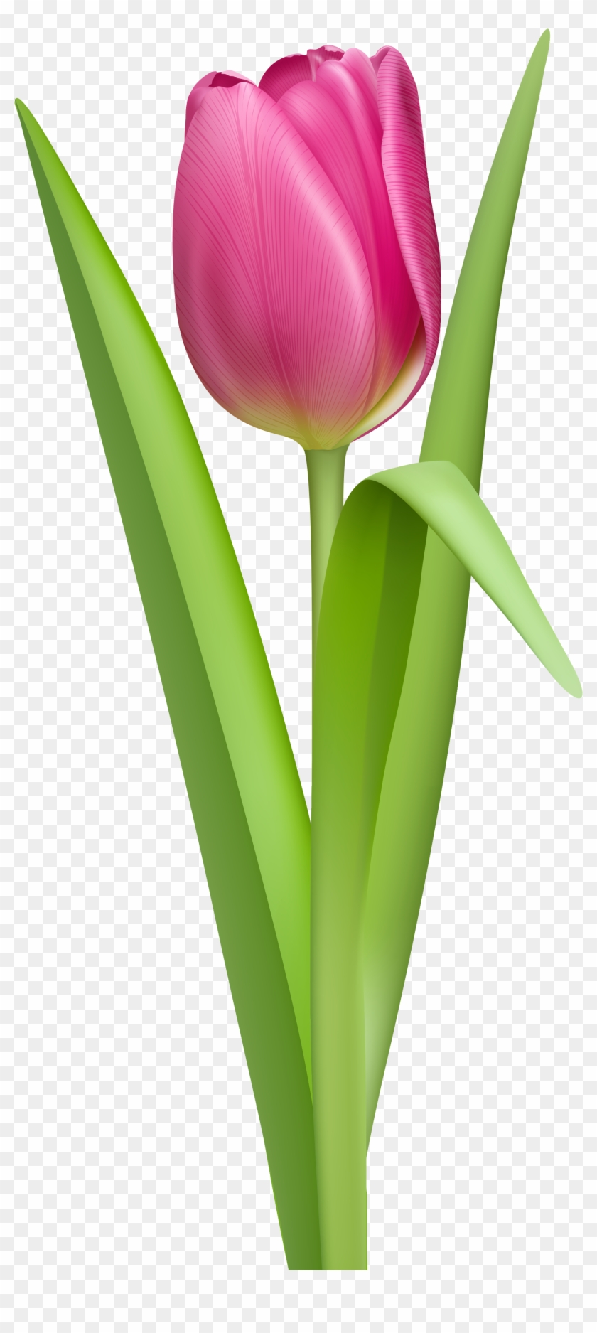 Pink Tulip Clip Art Clipart Free Download - Flower Clipart No Background #565888