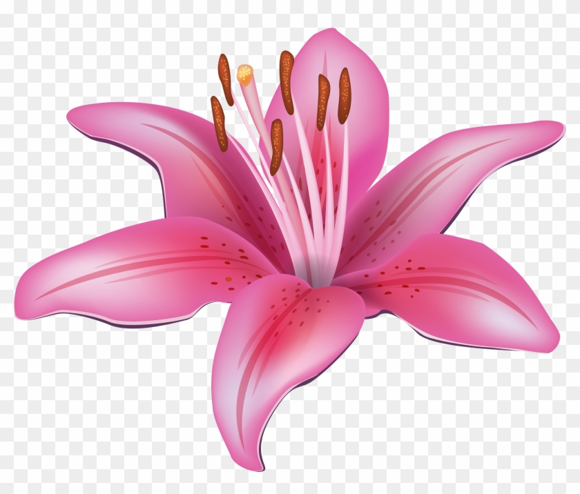 Pink Lily Flower Clipart Web Png - Lilies Clip Art #565964