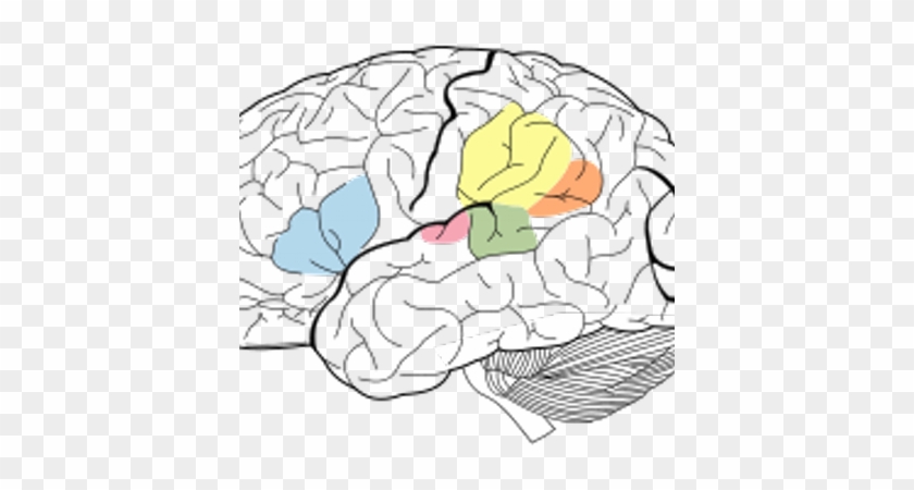 Exeter Stroke Team - Lobes Of The Brain #567098