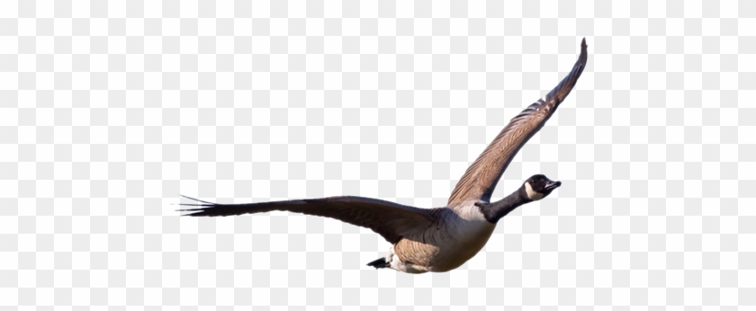 Goose Transparent Png - Goose Transparent #567615