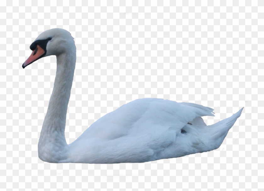 Swan - Transparent Swan Png #567664