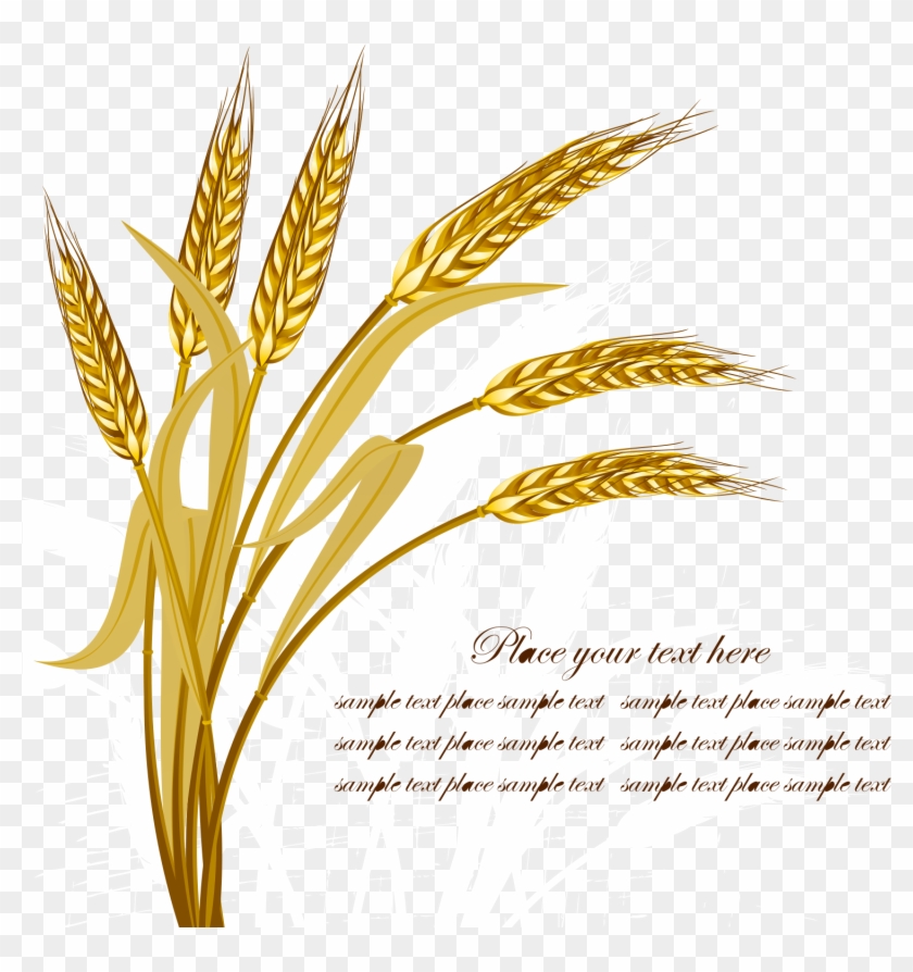 Wheat Harvest Crop - Wheat Vector Png #567869