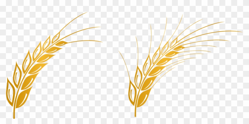 Euclidean Vector Gratis Computer File - Wheat Vector Png #567871