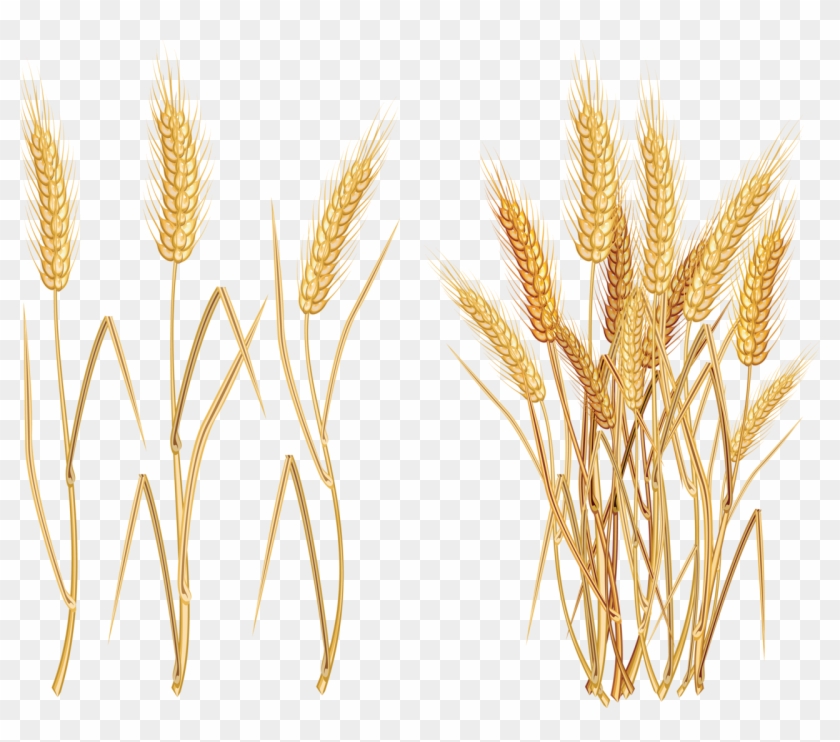 Ears Of Wheat Oat Rye And Barley Royalty Free Vector - Wheat Vector Free #567880
