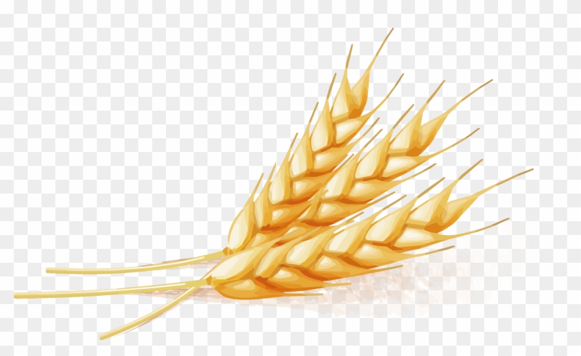 Wheat - Wheat Vector - Wheat #567883