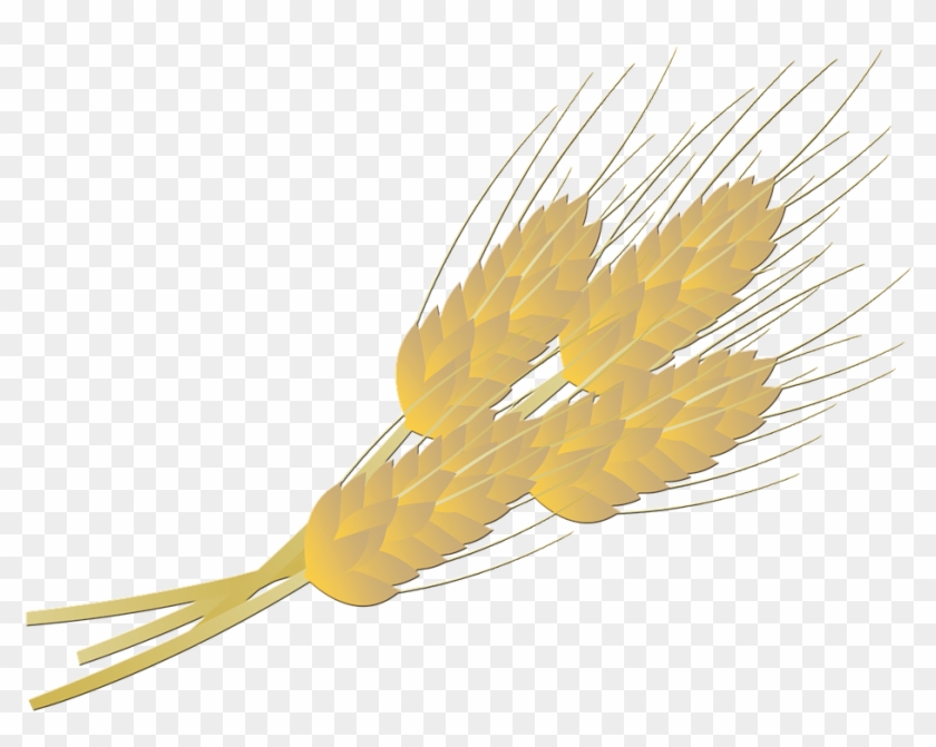 Wheat Vector Free 28, - Dandelion #567884