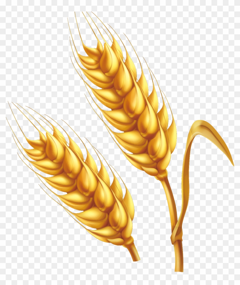 Wheat Cartoon Illustration - Wheat Png Vector #567888