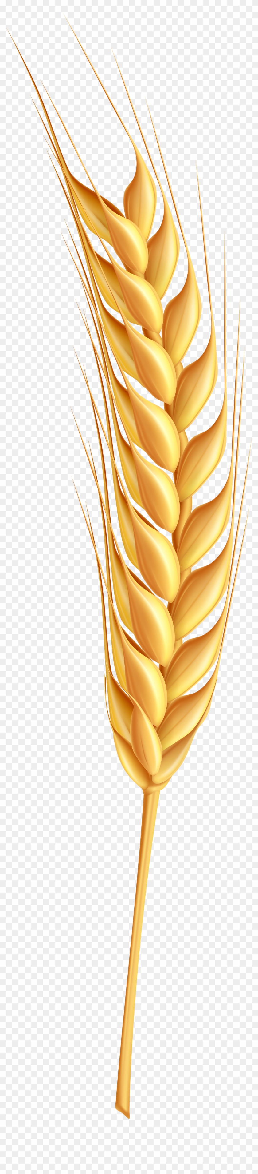Coeliac Disease: What You Need To Know #567907