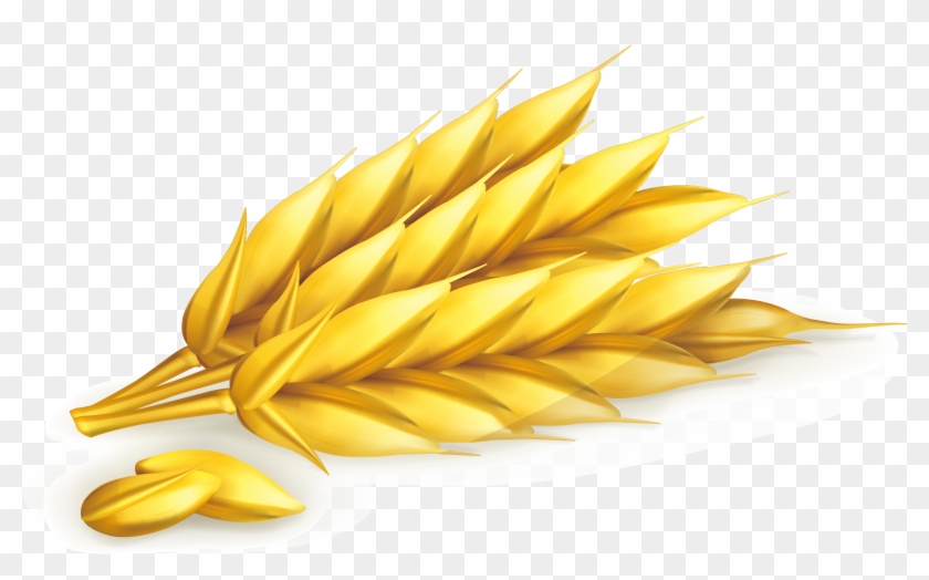 Milk Breakfast Cereal Common Wheat - Milk Breakfast Cereal Common Wheat #568029