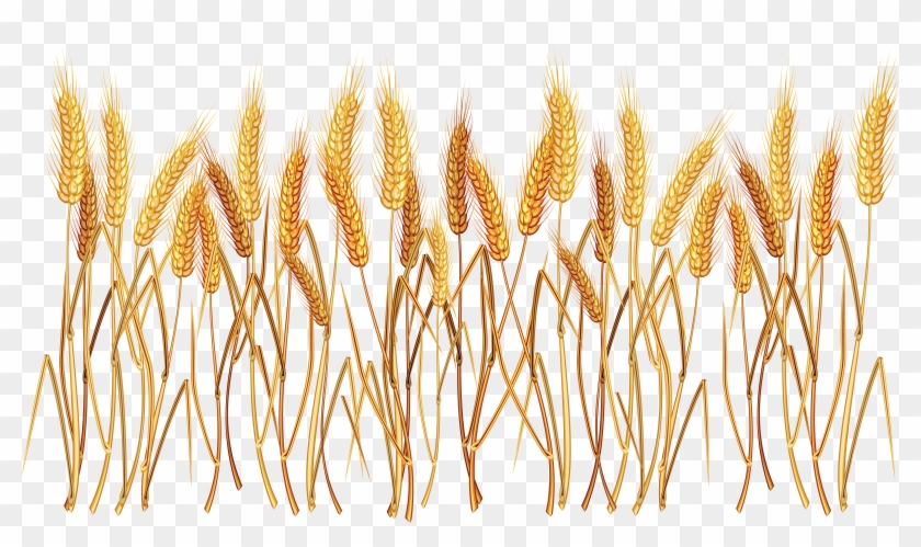 Wheat Crown Vector Png Wheat Png Images Free - Wheat Png #568143