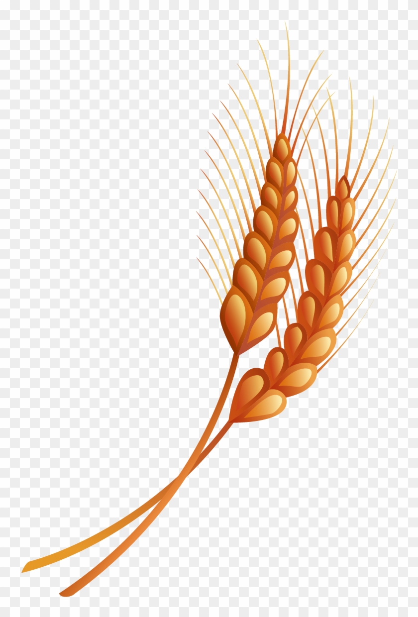 Hand Drawn Vector Material Wheat - Wheat #568175