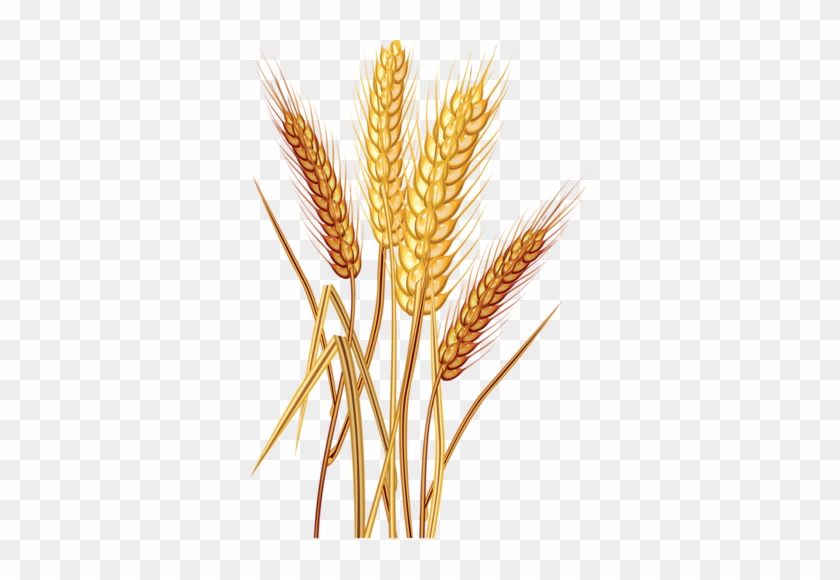 Рожь, Колосья, Стог Сена - Wheat Clipart #568274