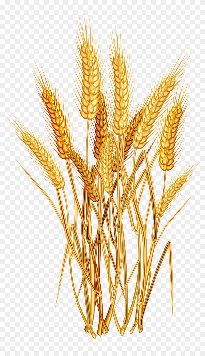 Wheat Euclidean Vector Clip Art - Wheat Png #568276