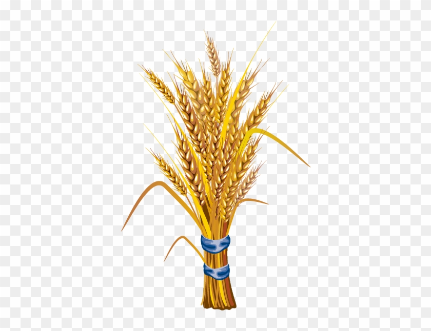 Wheat Stock Illustration Illustration - Cereal Grains: Evaluation, Value Addition And Quality #568280