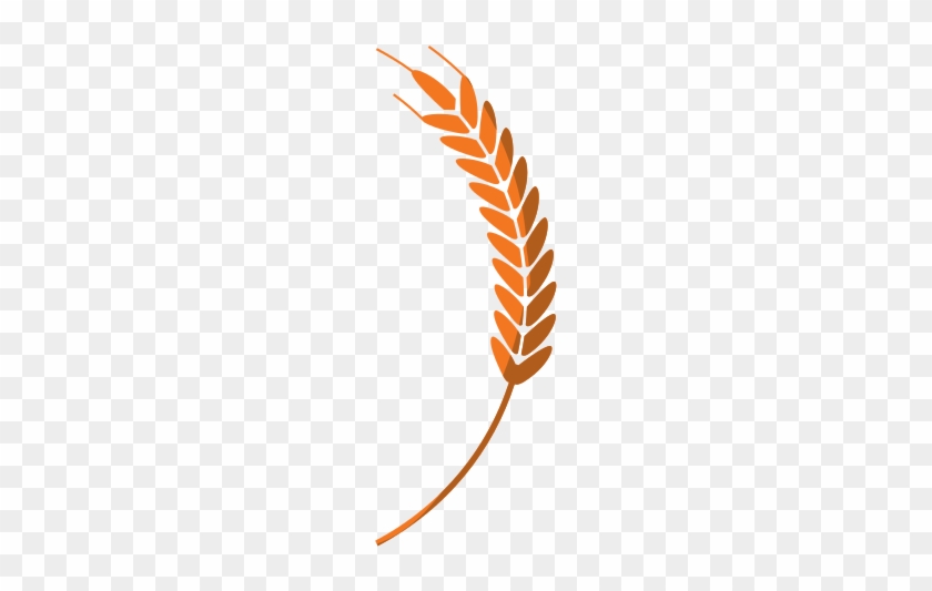 Ears Of Wheat Icon - Spiga Di Grano Vettoriale #568312