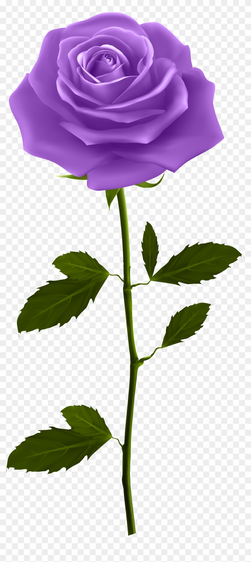 Purple Rose With Stem Png Clip Art Image Ðîçû - Good Morning Gif For Whatsapp #568585