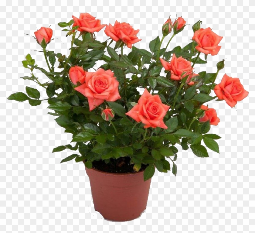 Rose Png Cutout Plant - Кустистая Роза В Горшке - Free Transparent PNG ...