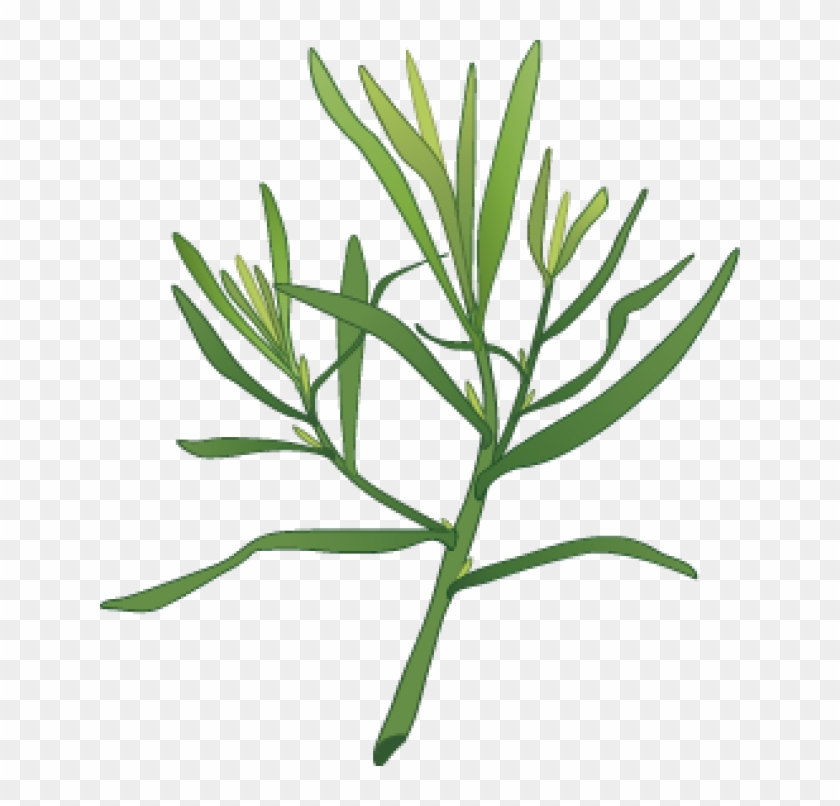 Clip Art Of Spices And Herbs - Dill Plant Clipart #568979
