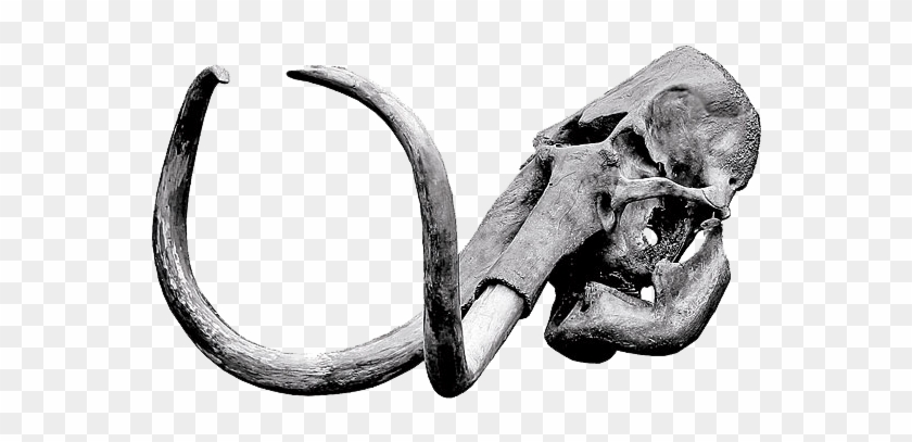 Mammoth Skull #569236