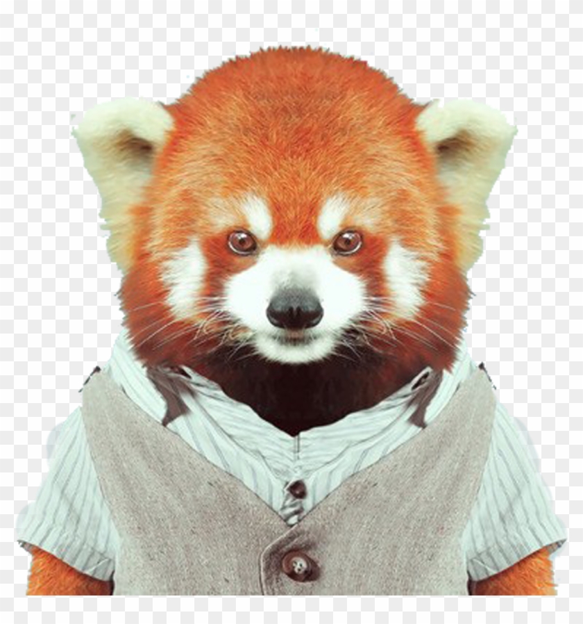 Red Panda Giant Panda Zoo Portraits Bear Clothing - Superstudio Cushion Cover Gentlebear 45x45- #569562